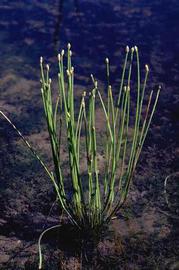   Eleocharis obtusa , emergent; photo copy; J.K. Clark 