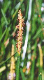   Eleocharis  sp. spike; photo: S.L. Winterton 