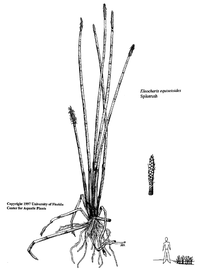   Eleocharis equisetoides ; drawing copy; University of Florida/IFAS Center for Aquatic and Invasive Plants, used with permission 