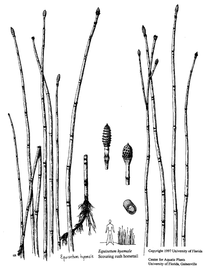   Equisetum hyemale ; drawing copy; University of Florida/IFAS Center for Aquatic and Invasive Plants, used with permission 