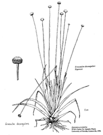   Eriocaulon decangulare ; drawing copy; University of Florida/IFAS Center for Aquatic and Invasive Plants, used with permission 