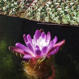   Euryale ferox  flower and leaf; photo copy; K. Knotts 