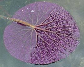   Euryale ferox  floating leaf, underside; photo copy; K. Knotts 