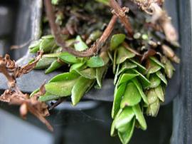   Gratiola officinalis  young stem apices; photo: S.L. Winterton 