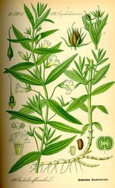   Gratiola officinalis ; plate: Prof. Dr. Otto Wilhelm Thomeacute; quot;Flora von Deutschland Ouml;sterreich und der Schweizquot; copy; 1999 K. Stuuml;ber 