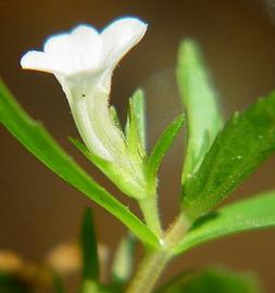   Gratiola virginiana  flower; photo copy; D. Tenaglia 