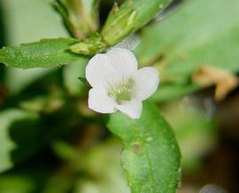   Gratiola virginiana  flower; photo copy; D. Tenaglia 