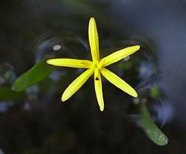   Heteranthera dubia  flower; photo copy; C.S. Lewallen 