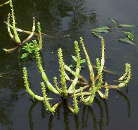   Hottonia inflata  inflorescences, floating; photo copy; C.S. Lewallen 