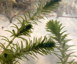   Hydrilla verticillata , submersed; photo: S.L. Winterton 