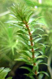   Hydrilla verticillata , submersed; photo: S.L. Winterton 