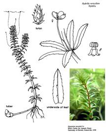   Hydrilla verticillata ; drawing copy; University of Florida/IFAS Center for Aquatic and Invasive Plants, used with permission 