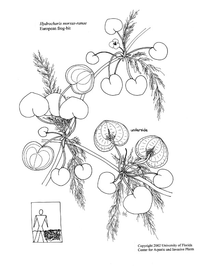   Hydrocharis morsus-ranae ; drawing copy; University of Florida/IFAS Center for Aquatic and Invasive Plants, used with permission 