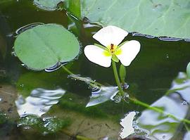   Hydrocleys   nymphoides  leaf and flower; photo copy; K. Stuuml;ber 