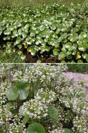   Hydrocotyle umbellata , emersed (top), inflorescences (bottom); photos: S.L. Winterton 