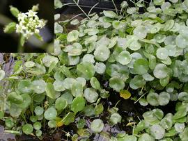   Hydrocotyle  sp. emersed foliage and inflorescence, Texas, U.S.; photos: S.L. Winterton 