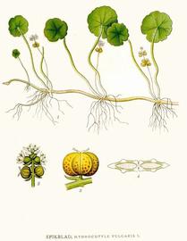   Hydrocotyle vulgaris ; plate: Prof. Dr. Otto Wilhelm Thomeacute; quot;Flora von Deutschland Ouml;sterreich und der Schweizquot; copy; 1999 K. Stuuml;ber 