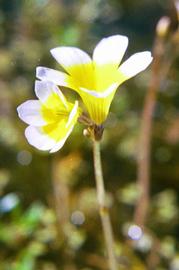   Hydrotriche hottoniiflora  flowers; photo copy; R. Olesen 