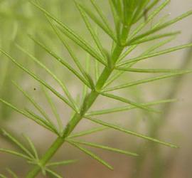   Hydrotriche hottoniiflora  leaves; photo: S.L. Winterton 