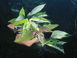   Hygrophila corymbosa , variegated, submersed; photo: S.L. Winterton 