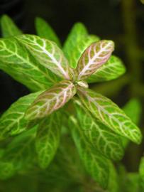   Hygrophila polysperma  #39;Rosanervig#39;; photo: S.L. Winterton 