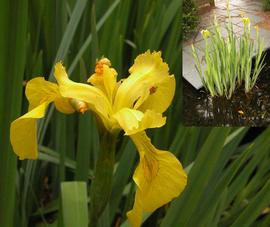   Iris pseudacorus  emersed plants (upper right) and flower; photos: S.L. Winterton 