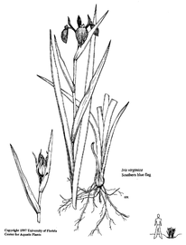   Iris virginica ; drawing copy; University of Florida/IFAS Center for Aquatic and Invasive Plants, used with permission 