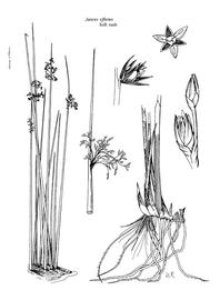   Juncus effusus ; drawing copy; University of Florida/IFAS Center for Aquatic and Invasive Plants, used with permission 