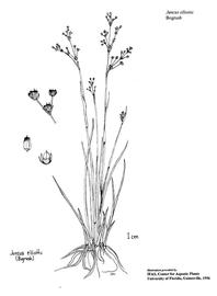   Juncus elliottii ; drawing copy; University of Florida/IFAS Center for Aquatic and Invasive Plants, used with permission 