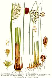   Juncus  spp.; plate: C.A.M. Lindman quot;Bilder ur Nordens Floraquot; (1901-1905) copy; 1999 Gerhard Keuck 