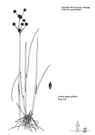   Juncus megacephalus ; drawing copy; University of Florida/IFAS Center for Aquatic and Invasive Plants, used with permission 