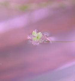   Lagarosiphon madagascariensis  minute floating flower; photo: S.L. Winterton 