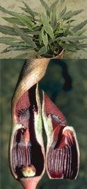   Lagenandra thwaitesii ; photo: S.L. Winterton (top); spadix and spathe (cut open); copy; J. Bastmeijer (bottom) 