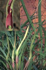   Lagenandra erosa , emersed; inset: spadix and spathe (cut open); photo copy; J. Bastmeijer 