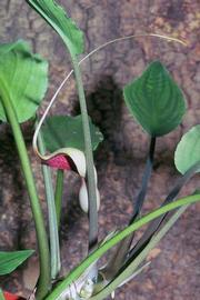   Lagenandra meeboldii , emersed; photo copy; J. Bastmeijer 