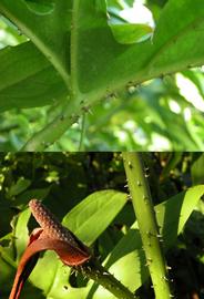   Lasia spinosa  spines on petiole, peduncle and leaf veins; photo: S.L. Winterton 