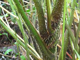   Lasia spinosa  stem; photo: S.L. Winterton 