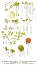   Spirodela polyrrhiza  (lower right); plate: C.A.M. Lindman quot;Bilder ur Nordens Floraquot; (1901-1905) copy; 1999 Gerhard Keuck 