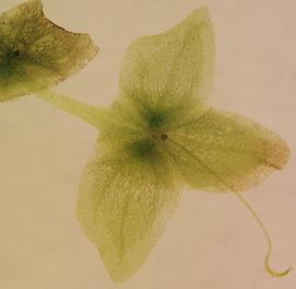   Lemna trisulca  frond; photo copy; M. Storey 