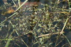   Lemna trisulca , floating just beneath surface; photo copy; M. Storey 