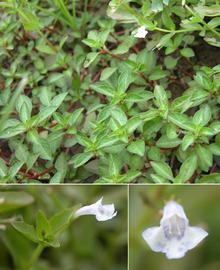   Lindernia anagallidea  (Michx.) Pennell, North Carolina; photos: S.L. Winterton 