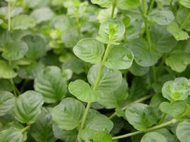   Lysimachia nummularia  leaves; photo: S.L. Winterton 