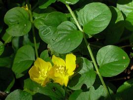   Lysimachia nummularia  flowers; photo copy; Delaware Wildflowers 