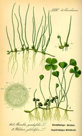   Marsilea quadrifolia  (bottom plant only); plate: Prof. Dr. Otto Wilhelm Thomeacute; quot;Flora von Deutschland Ouml;sterreich und der Schweizquot; copy; 1999 K. Stuuml;ber 