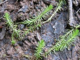   Mayaca fluviatilis , emersed; photo: S.L. Winterton 