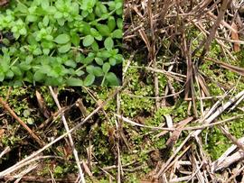   Hemianthus glomeratus , emersed; photos: S.L. Winterton 