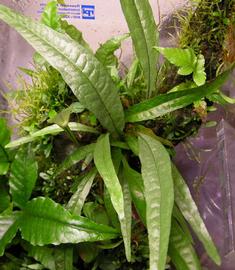   Microsorum pteropus  (middle), emersed; photo: S.L. Winterton 