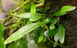   Microsorum pteropus , emersed; photo: S.L. Winterton 