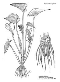   Monochoria vaginalis ; drawing copy; University of Florida/IFAS Center for Aquatic and Invasive Plants, used with permission 