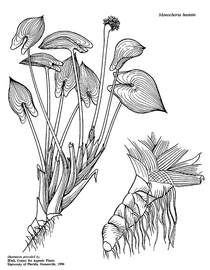   Monochoria hastata ; drawing copy; University of Florida/IFAS Center for Aquatic and Invasive Plants, used with permission 